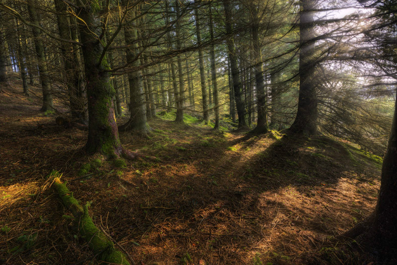 Forest Light - The Light Captured