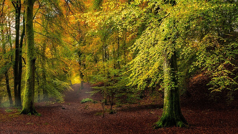 The-Perfect-Autumn-path - The Light Captured