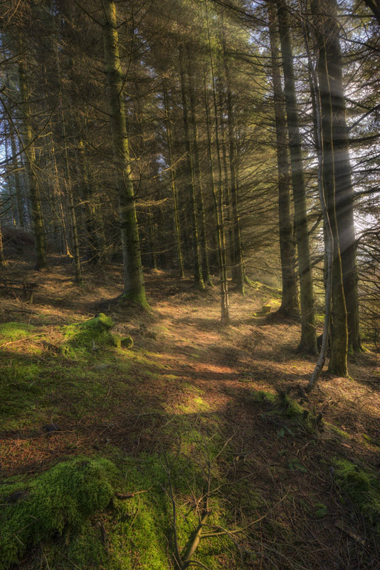 Sunlit forest path - The Light Captured