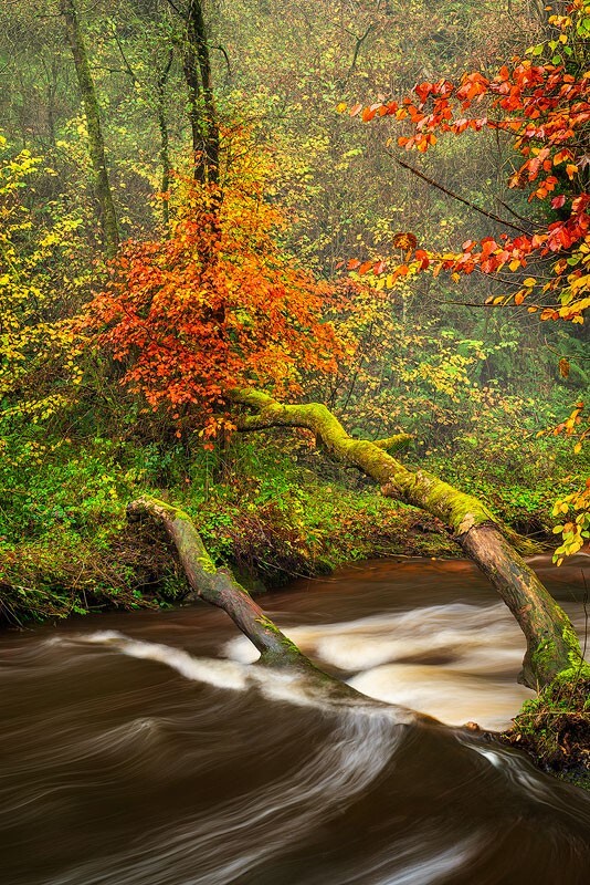 LG-8 - Some Favourite recent Images