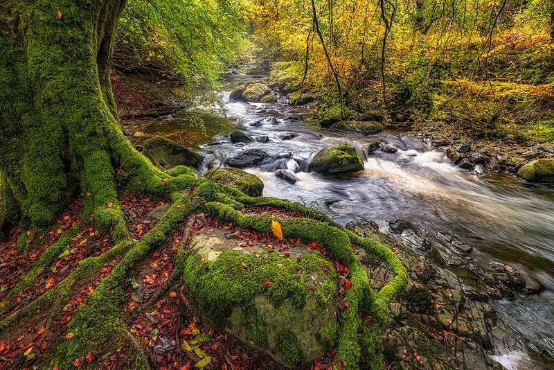 Clinging-to-Autumn - The Light Captured