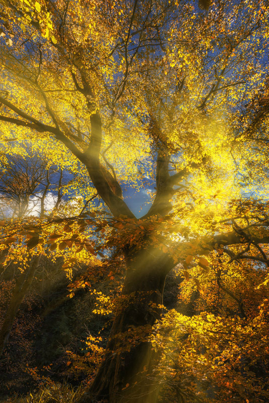 Autumn Glory - Ayrshire Gallery
