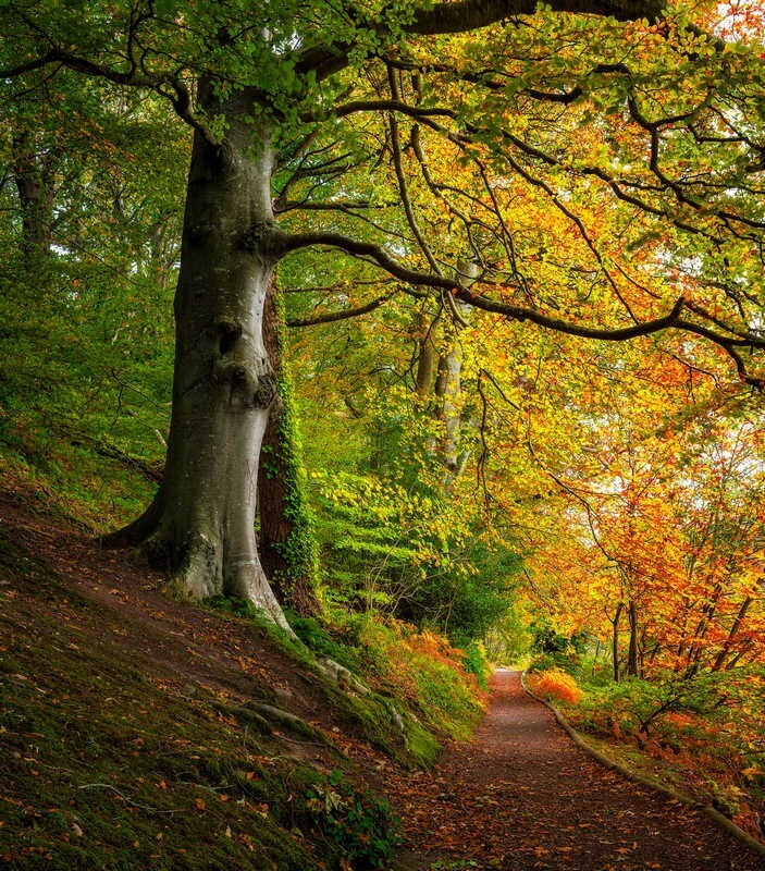 Autumn-Tints - Some Favourite recent Images