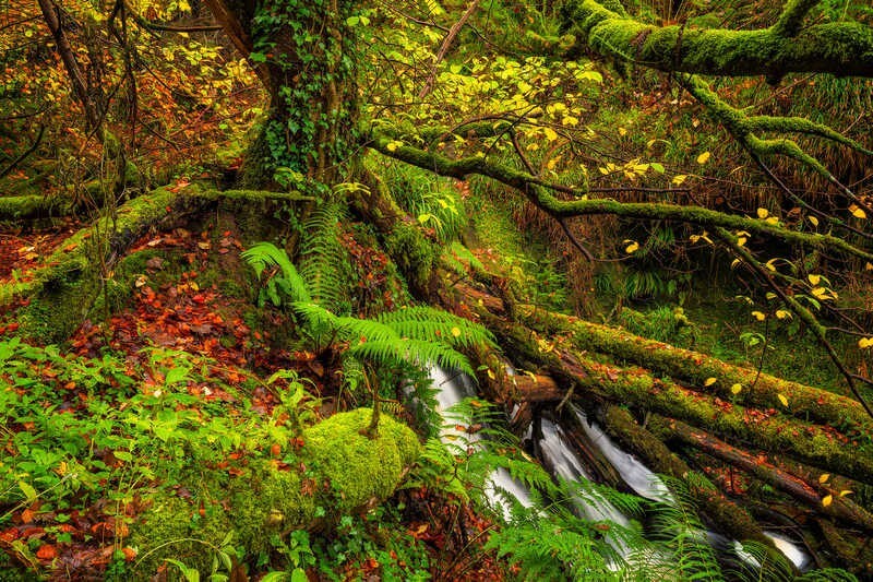 Autumn-Chaos - Some Favourite recent Images