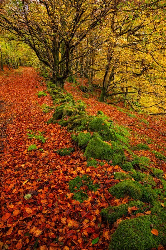 Path-to-Autumn - Some Favourite recent Images