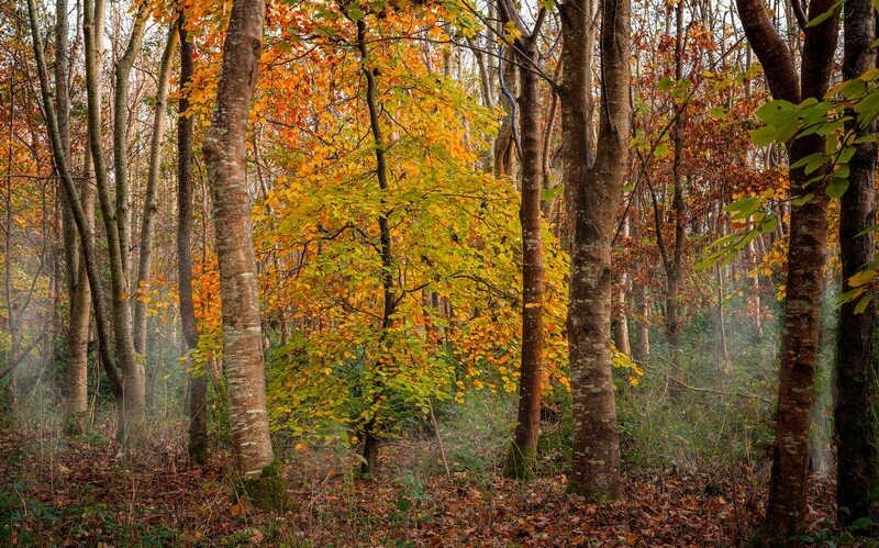 Still-showing-off - Some Favourite recent Images