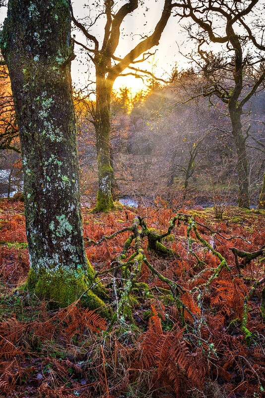 Glen-Orchy - Some Favourite recent Images