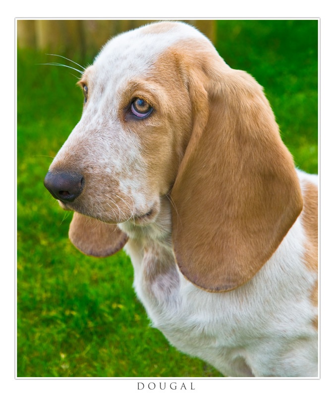 Dougal - Portraits, Pets and Events