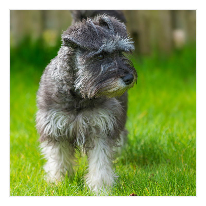 Sadie - Portraits, Pets and Events