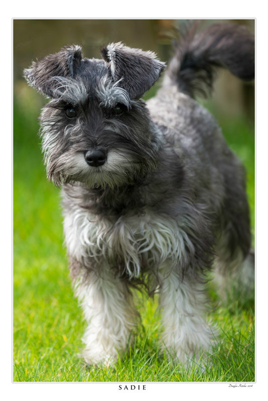 Sadie - Portraits, Pets and Events