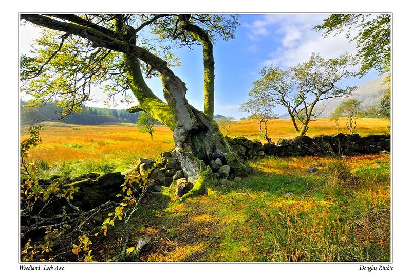 loch awe,woodland - The Light Captured
