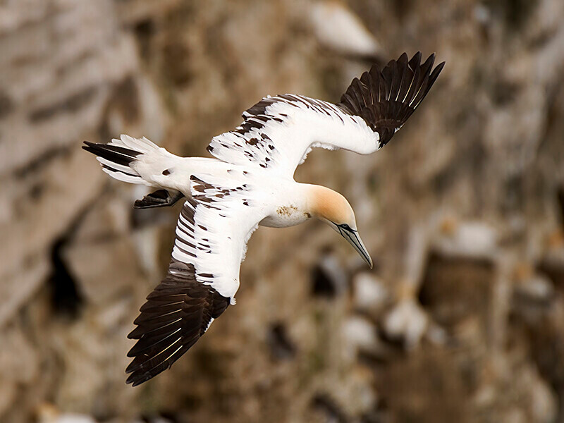  - Northern Gannet