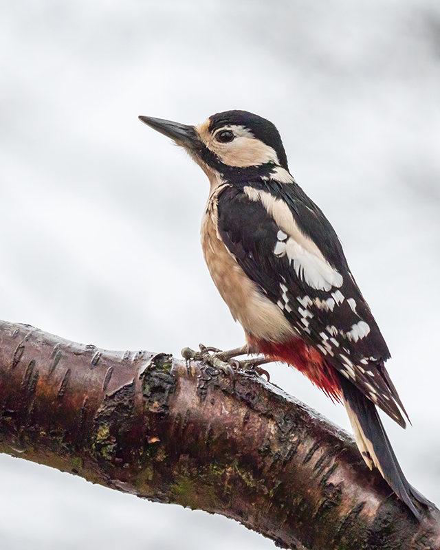 Great Spotted Woodpecker - Woodland