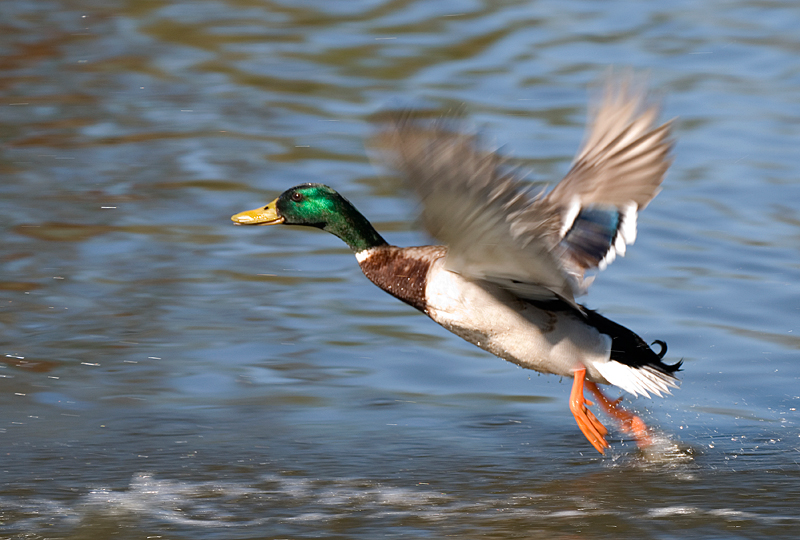 Mallard - Mallard