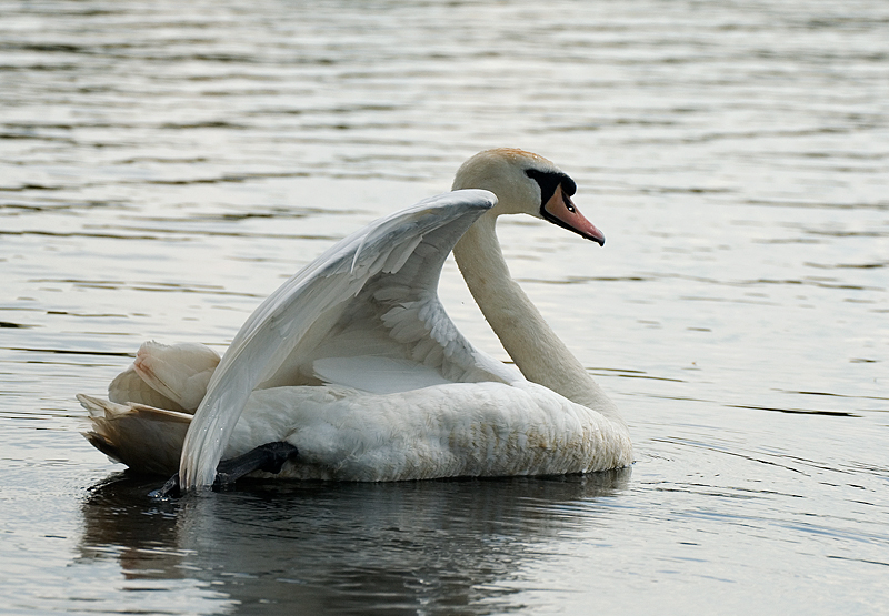 Mute Swan - Swan, Mute