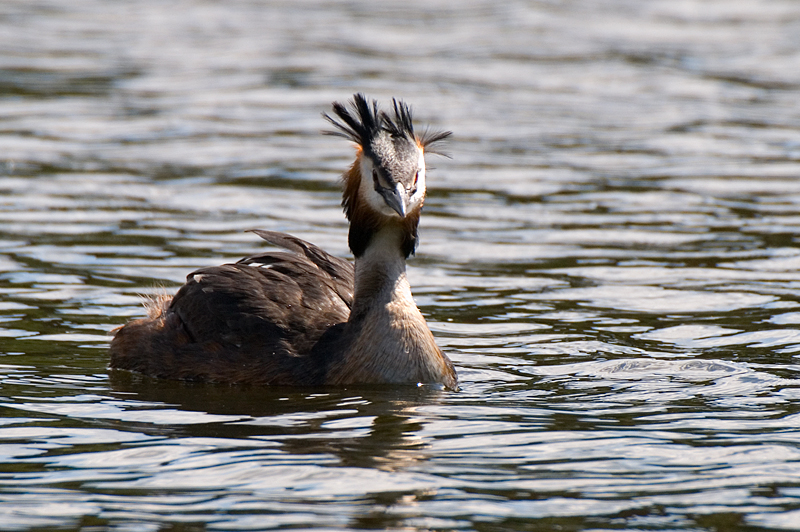 Great Crested Grebe - Grebe, Great Crested