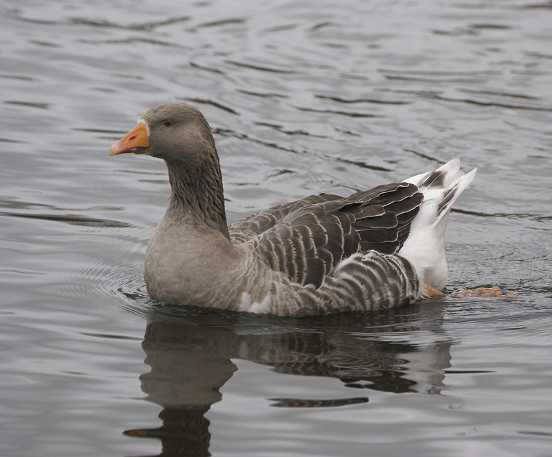 Greylag Goose - Goose, Greylag