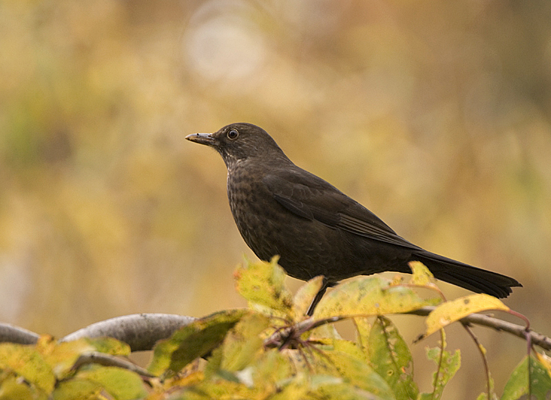 Blackbird - Woodland