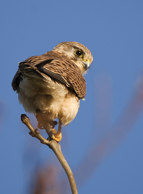 Common Kestrel - Lowland & Farmland