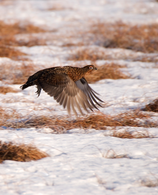 Red Grouse - Red Grouse