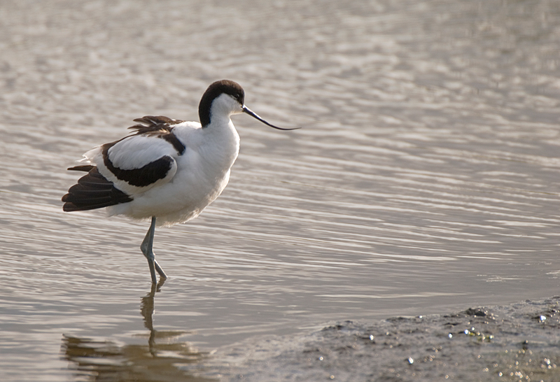 Avocet - Avocet
