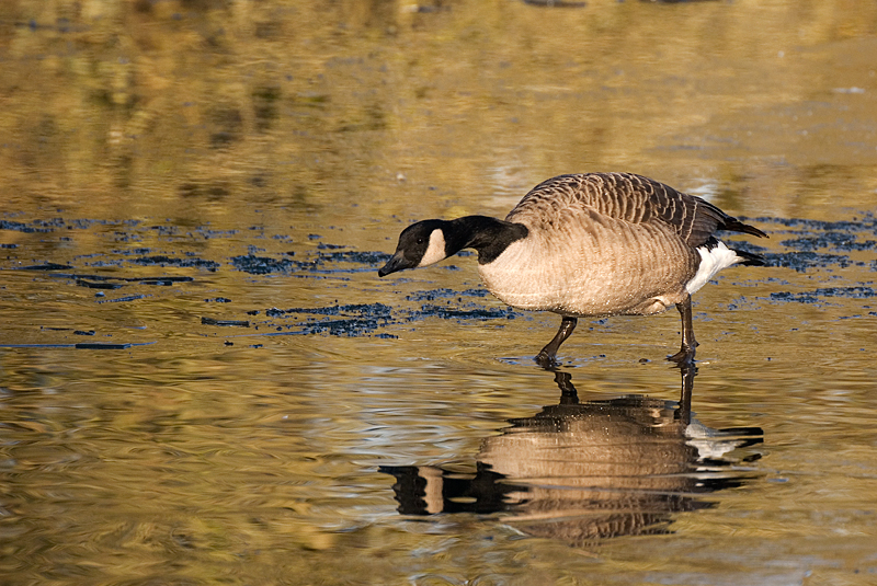 Canada Goose - Goose, Canada