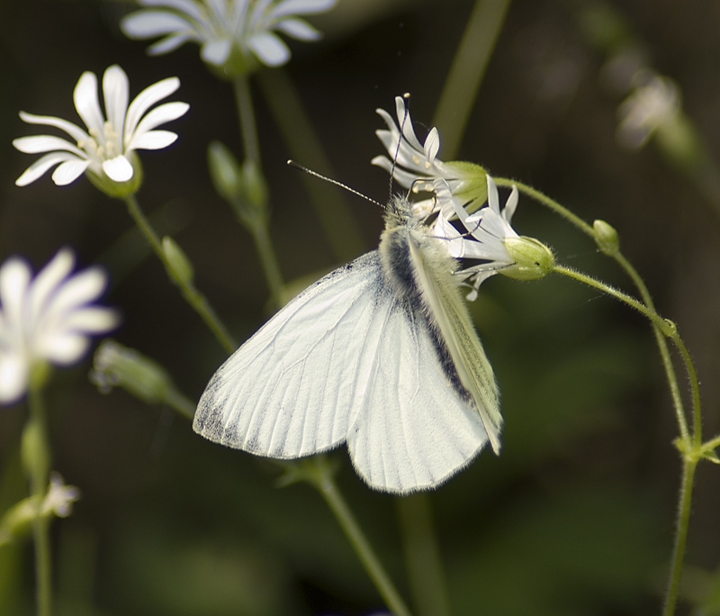 Wood White Butterfly - Woodland