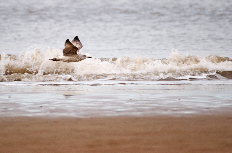 Herring Gull - Gull, Herring