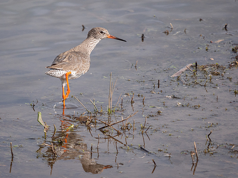  - Coastal & Wetland