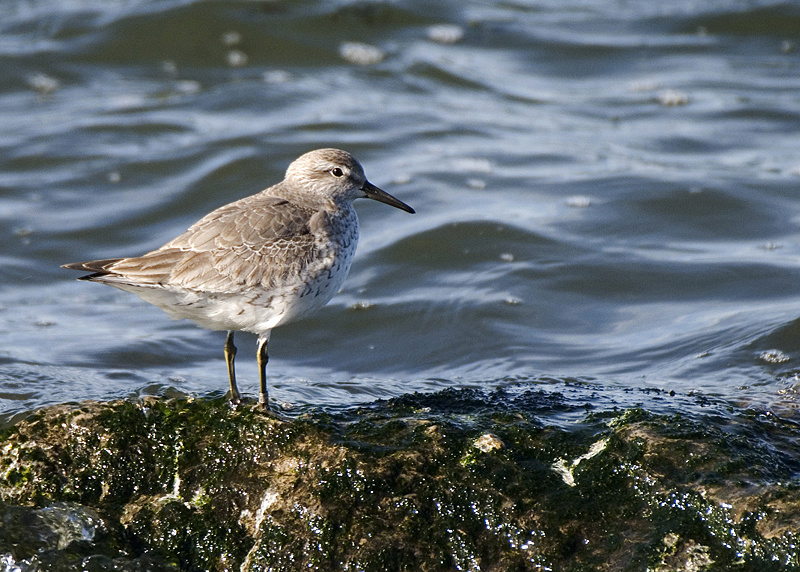 Dunlin - Coastal & Wetland
