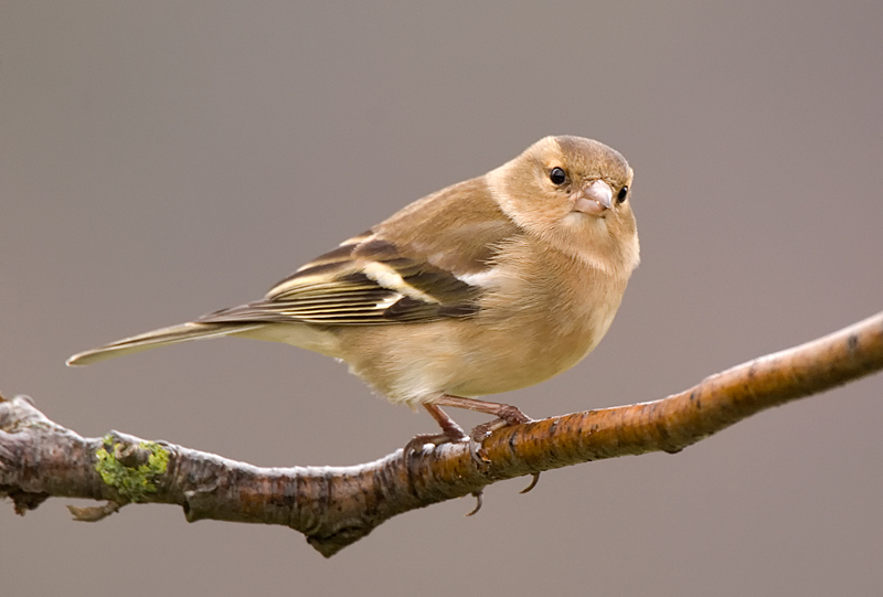 Chaffinch - Woodland