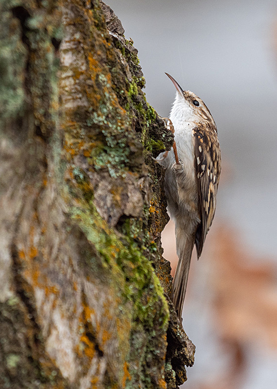 Treecreeper - Woodland