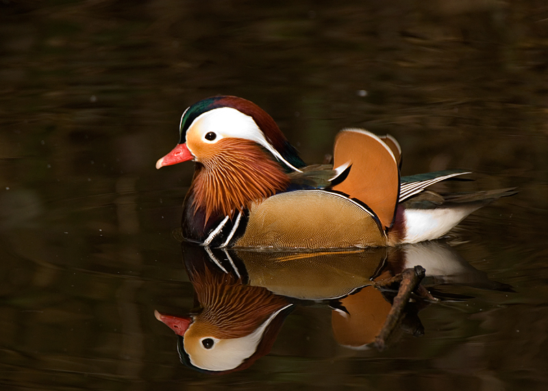 Mandarin Duck - Duck, Mandarin