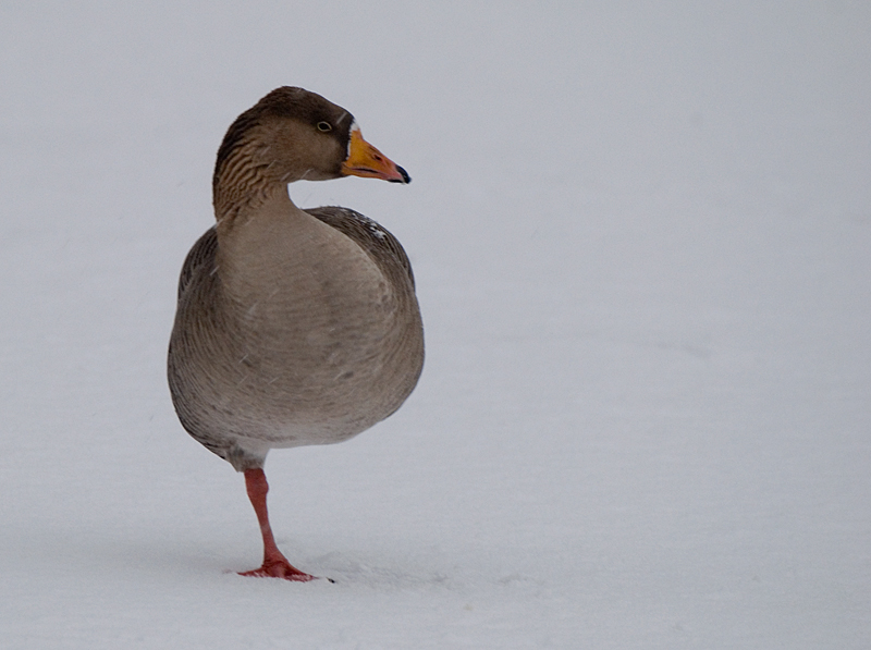 Greylag Goose - Goose, Greylag