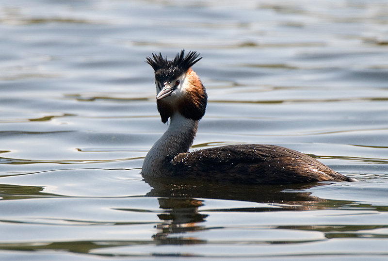 Great Crested Grebe - Grebe, Great Crested