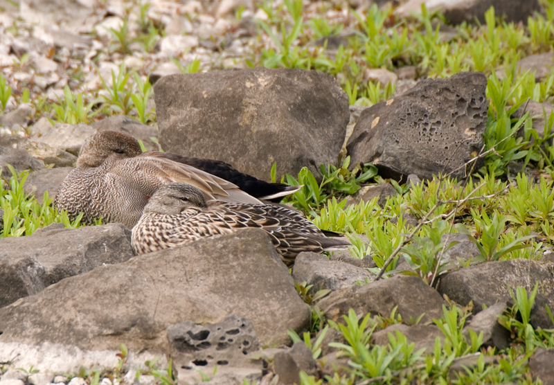 Gadwall - Gadwall