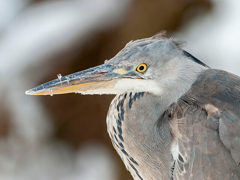  - Winter Grey Herons