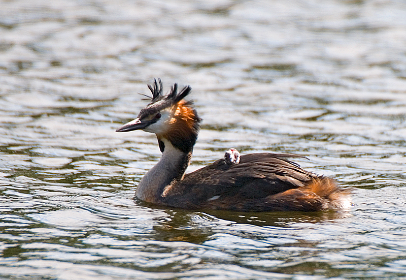 Great Crested Grebe - Grebe, Great Crested