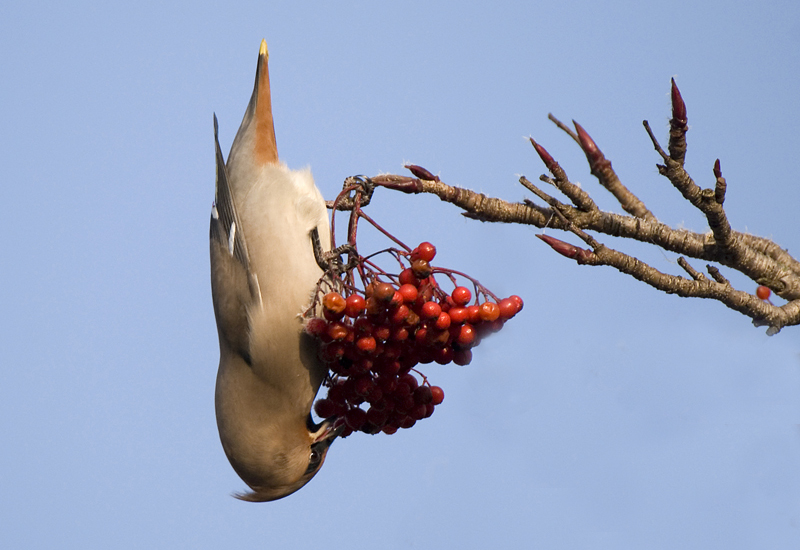 Waxwing - Lowland & Farmland