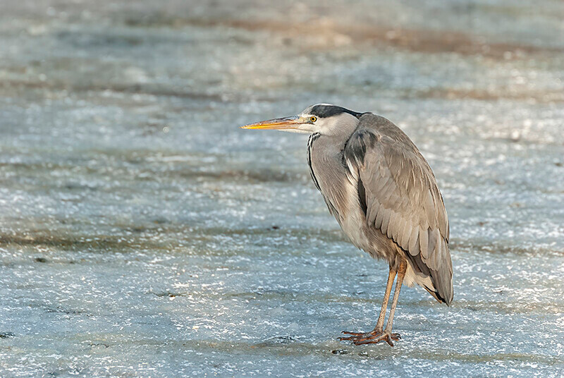  - Winter Grey Herons