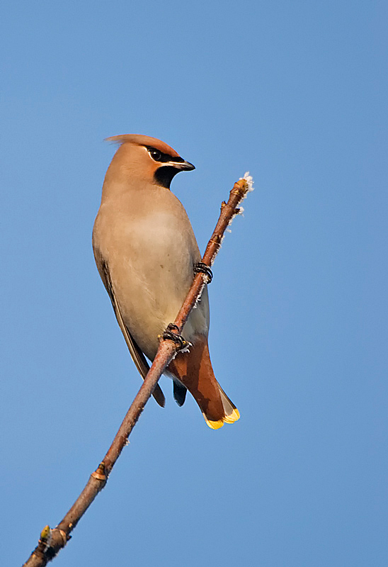 Waxwing - Lowland & Farmland