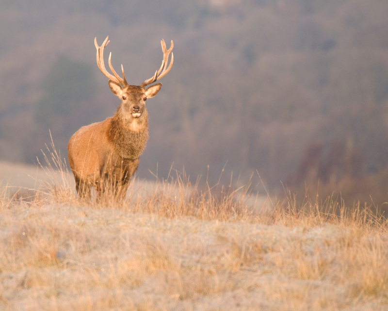 Red Deer Stag - Red Deer