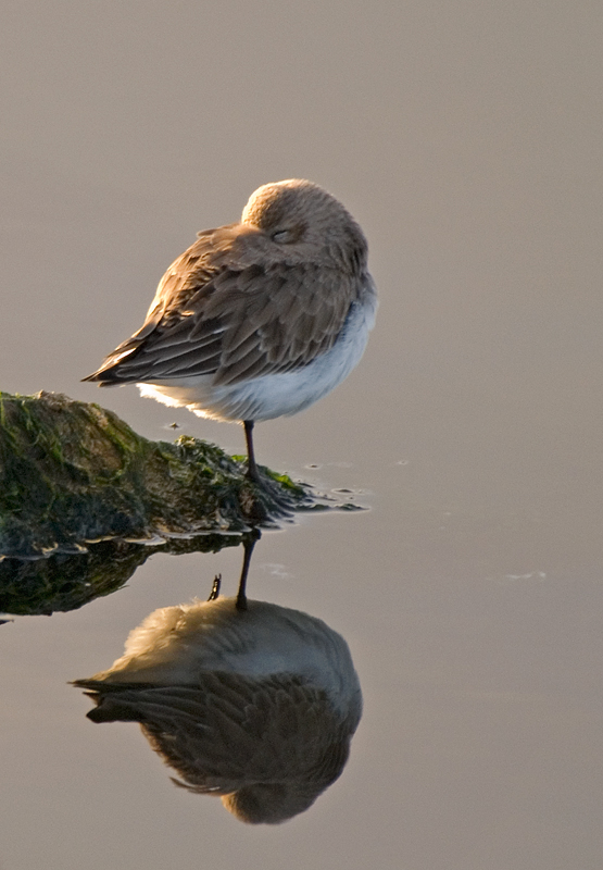 Dunlin - Dunlin