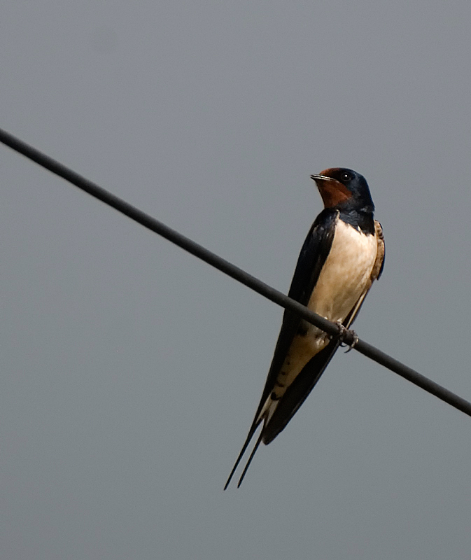 Swallow - Swallow