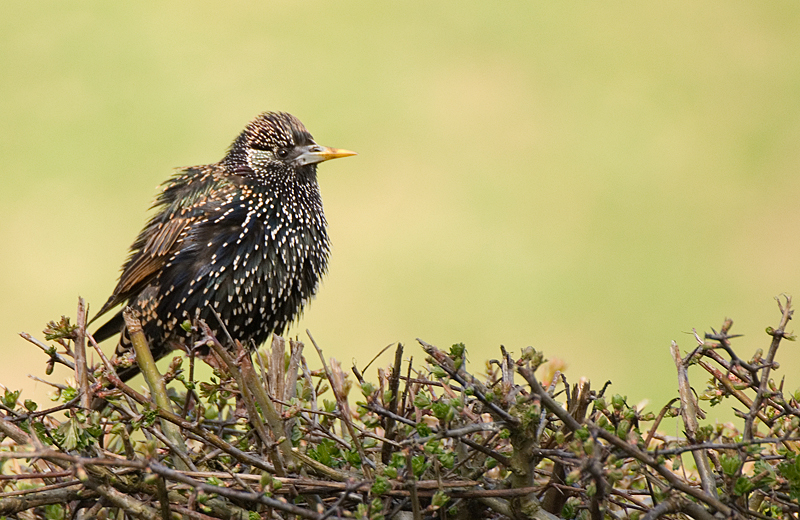 Starling - Starling