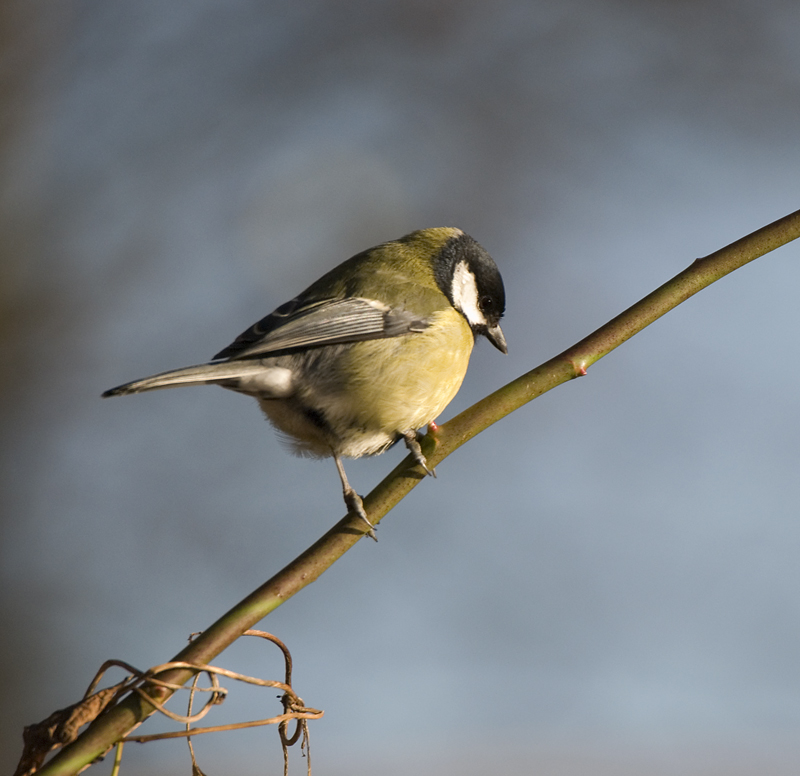 Great Tit - Tit, Great