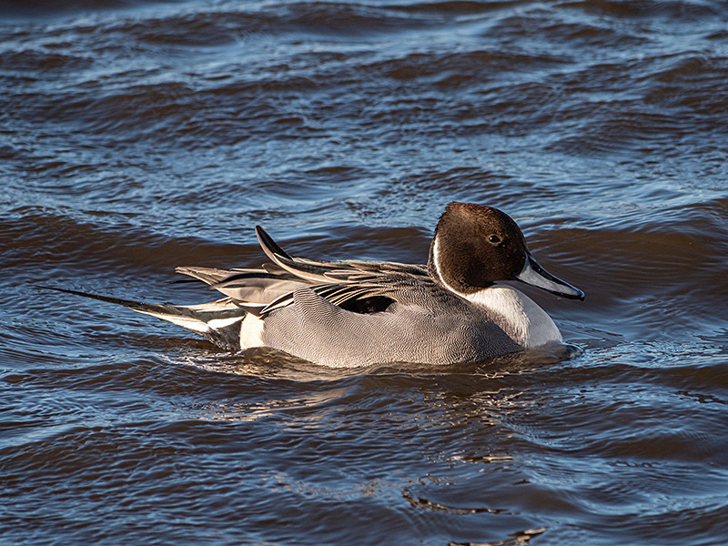 Pintail - Coastal & Wetland