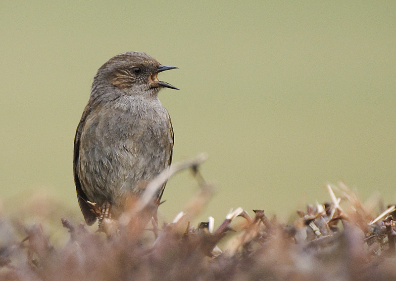 Dunnock - Lowland & Farmland