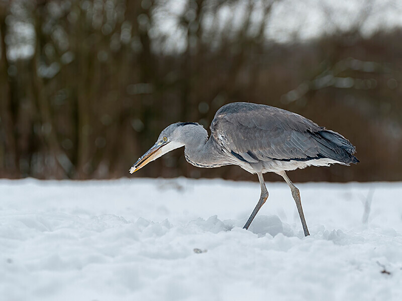  - Winter Grey Herons