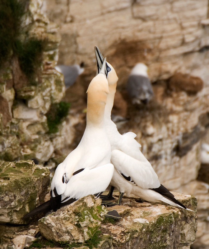 Gannet - Gannet